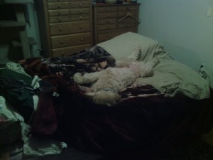 Chewie on bed
