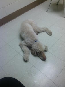 Chewie on floor