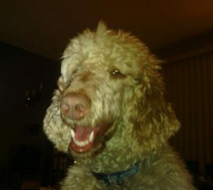 Smiling Chewie